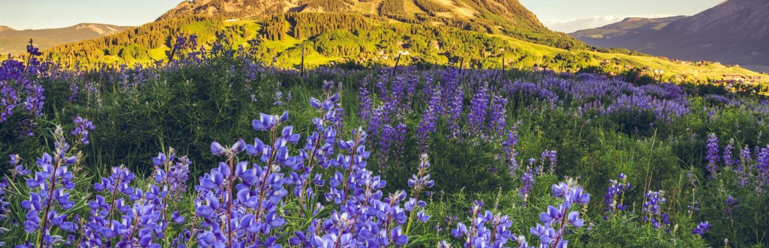 Wildflower meadow below a Colorado mountain ridge in summer